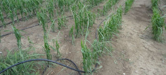 ΕΛΓΑ: Σήμερα η πληρωμή 1,77 εκατ. σε 294 δικαιούχους -Από πυρκαγιές και πλημμύρες