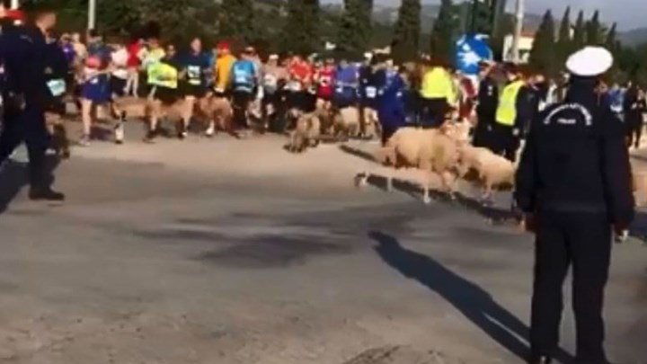 Και ξαφνικά...πρόβατα και τσοπάνης βρέθηκαν στη μέση του Μαραθωνίου - ΒΙΝΤΕΟ
