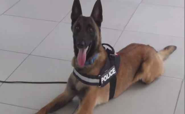 Αχαΐα: O σκύλος της ΕΛ.ΑΣ ανακάλυψε 362γρ. κάνναβης και "συνέλαβε" τρεις - ΝΕΟΤΕΡΑ - ΦΩΤΟ