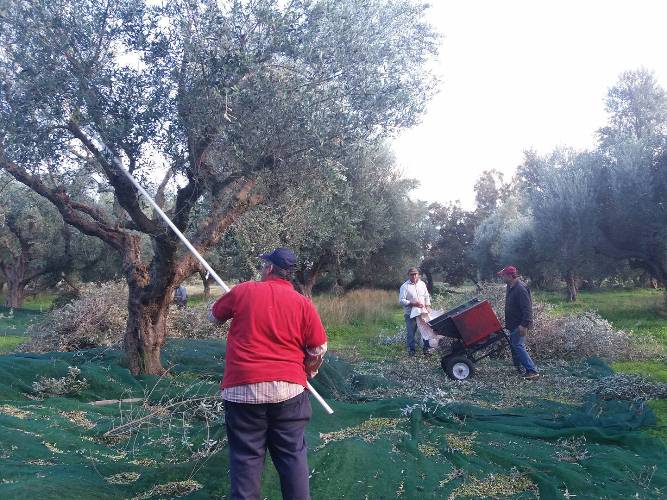 Κακή χρονιά φέτος για λάδι και κρασί - "Εισβολή" δάκου στις ελιές! - Μειωμένη κατά 10,48% η παραγωγή του οίνου
