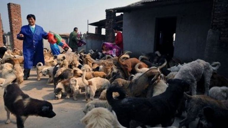 Το μεγαλύτερο καταφύγιο αδέσποτων ζώων