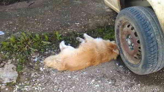 Θανάτωσε τρία σκυλιά - Αναζητείται ο δράστης