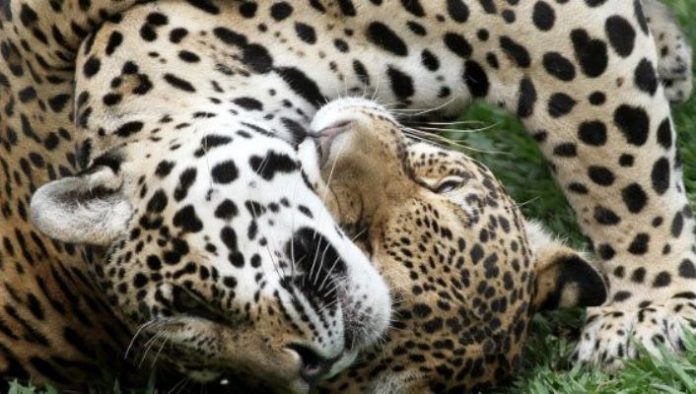 Ο ιδρυτής του Αττικού Ζωολογικού Πάρκου για τη θανάτωση των τζάγκουαρ