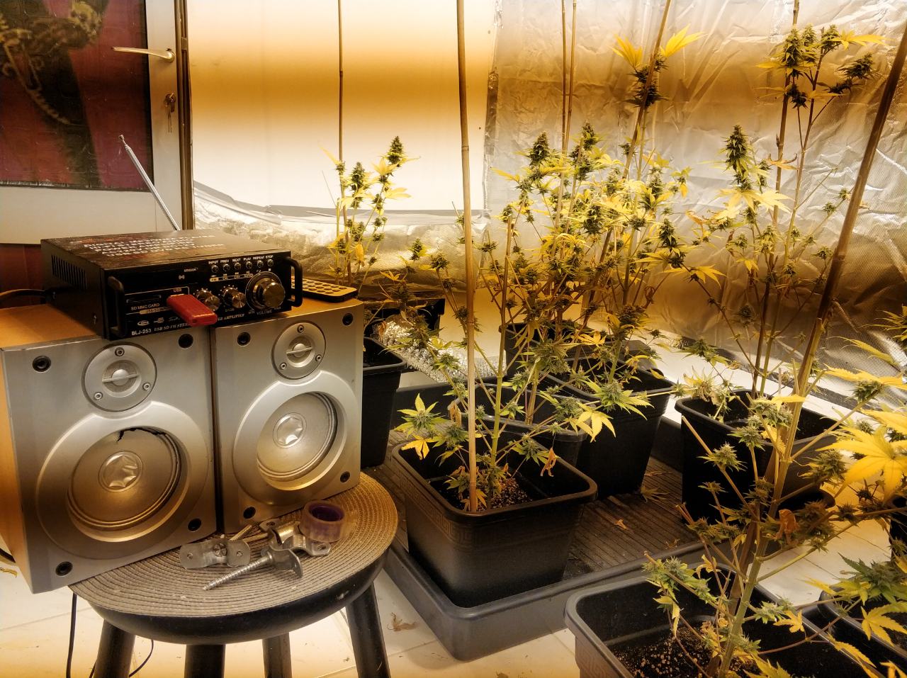 Πάτρα: Συνελήφθη 42χρονος για υδροπονική καλλιέργεια χασίς στο διαμέρισμά του - Δείτε ΦΩΤΟ