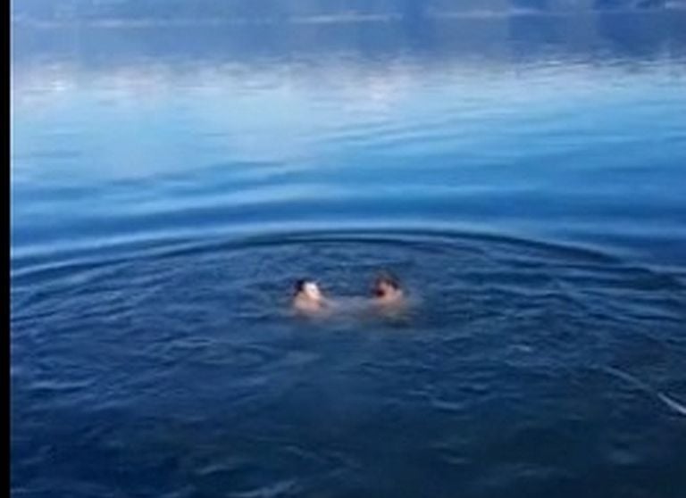 Έπεσαν για τον σταυρό στα παγωμένα νερά της Τριχωνίδας- ΒΙΝΤΕΟ