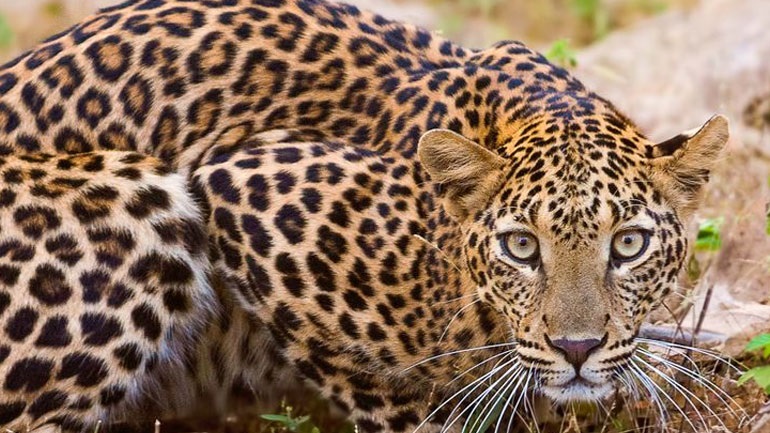 Ινδία: Με drones και ελέφαντες αναζητούν λεοπάρδαλη που δραπέτευσε από πάρκο