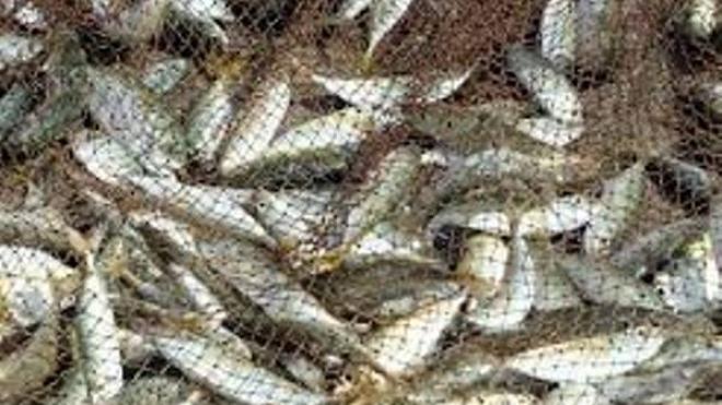 "Έβγαλαν" φτερά αλιεύματα 1.800 ευρώ - Δυο συλλήψεις