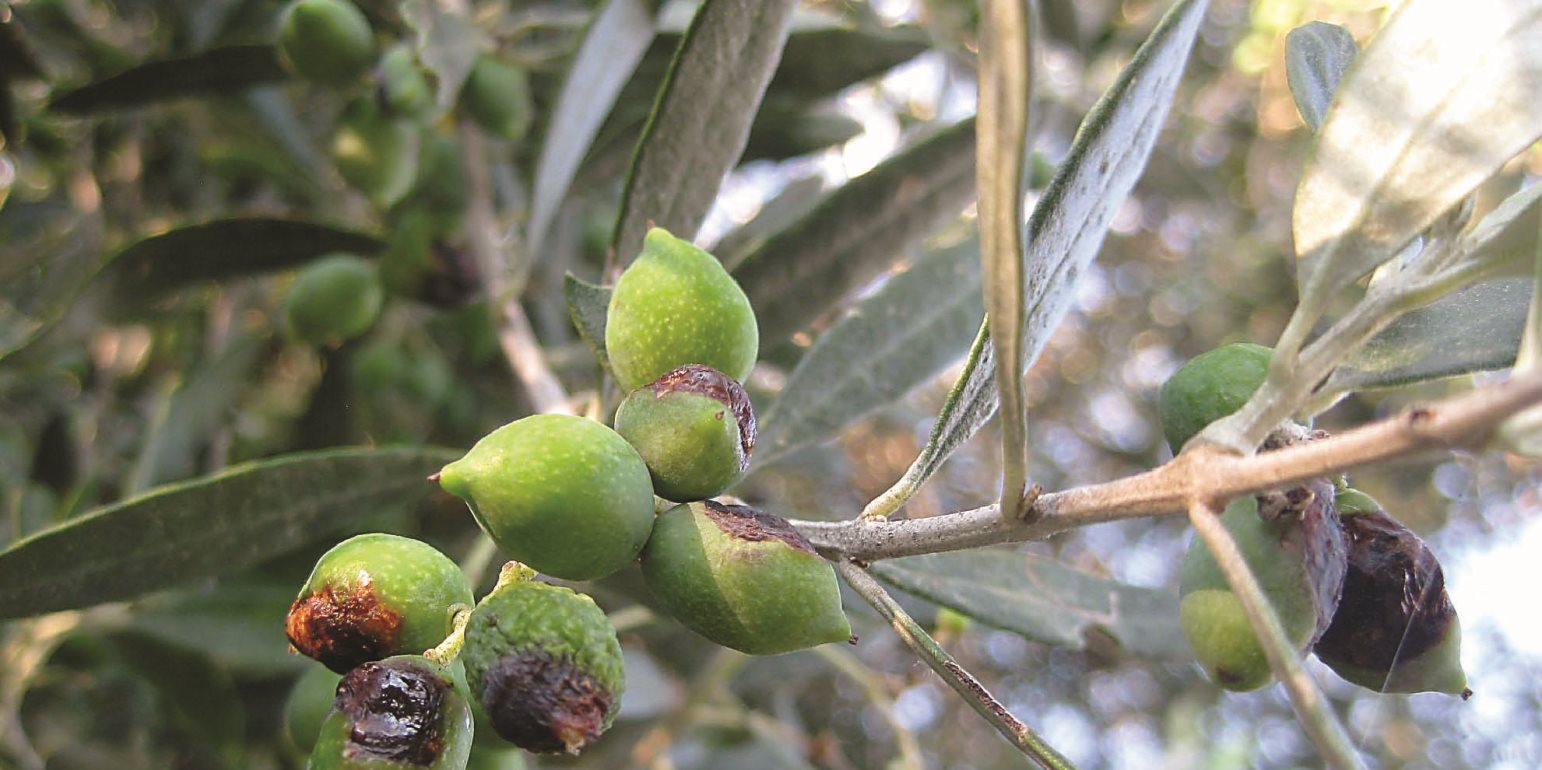 Ποιες είναι προτάσεις του ΓΕΩΤΕΕ δυτικής Ελλάδας για τη δακοκτονία