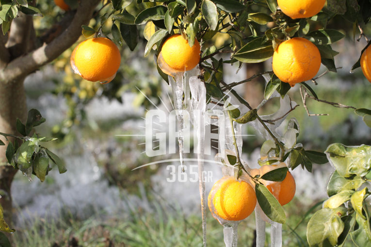 “Πάγωσε” ο κάμπος του Αλφειού - Πλήγμα στις καλλιέργειες