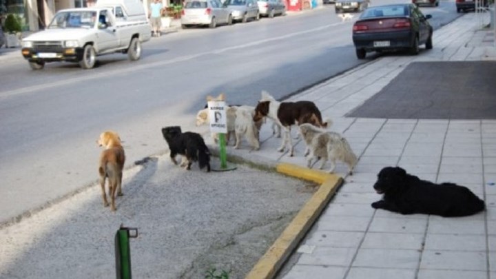 Σκύλος επιτέθηκε και τραυμάτισε 12χρονο μαθητή