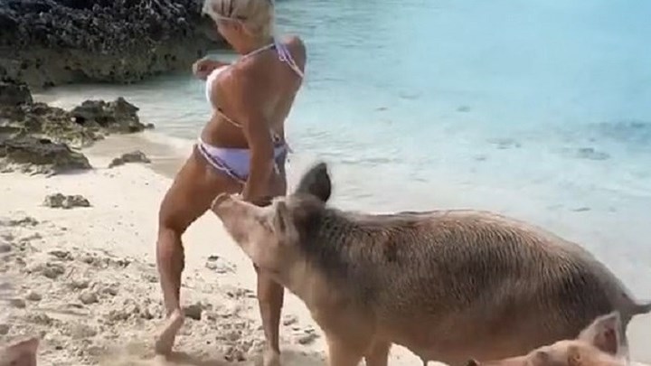 Γουρούνι δάγκωσε μοντέλο στους γλουτούς