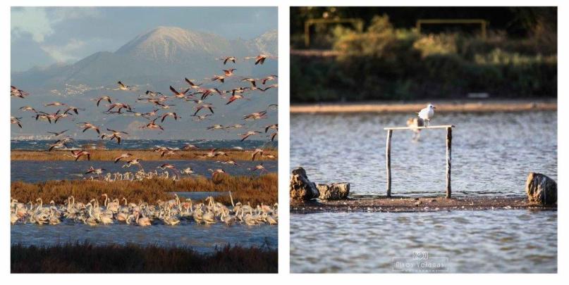 Αίγιο: Ανοικτή πρόσκληση για συμμετοχή σε Έκθεση Φωτογραφίας για τον Υδροβιότοπο της Αλυκής