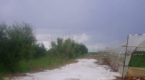 Ηλεία: Χαλάζι κάλυψε τις καλλιέργειες - Μεγάλη ζημιά για τους παραγωγούς
