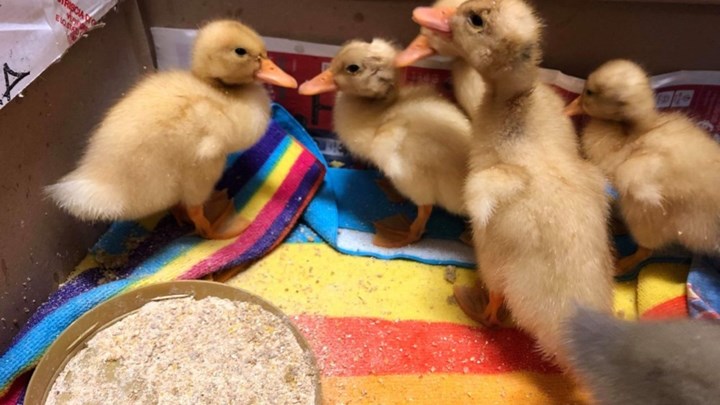 Αστυνομικό τμήμα στη Θεσσαλονίκη "γέμισε" παπάκια