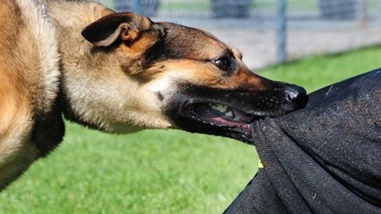 Σκύλος δάγκωσε 17χρονη