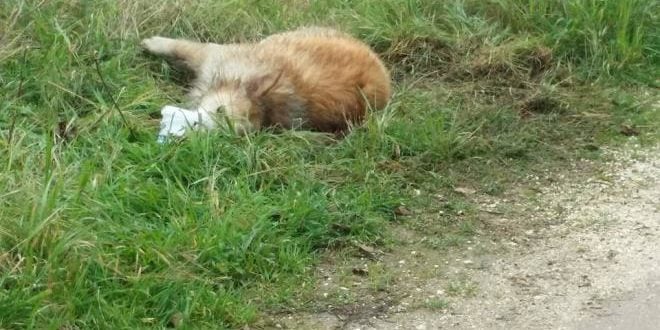 Αιγιάλεια: Θανάτωση σκύλου με δηλητηριασμένη τροφή