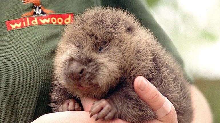 Πολωνός υπουργός: Οι «αφροδισιακοί» κάστορες είναι κατάλληλοι για τροφή