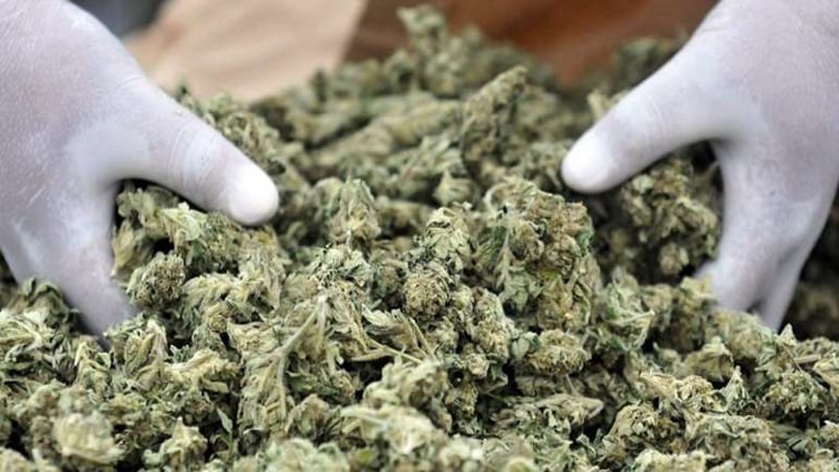 Πληρώνεται 50 ευρώ την ώρα για να δοκιμάζει… κάνναβη