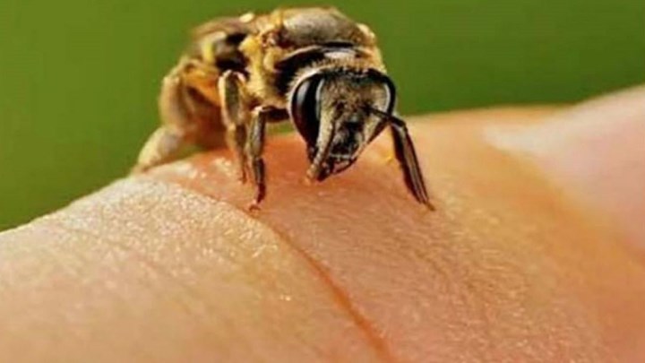 Κεφαλονιά: Κατέληξε τουρίστρια μετά από τσίμπημα σφήκας