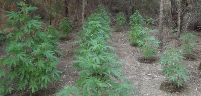 Δενδρύλλια κάνναβης καλλιεργούσε 65χρονος σε αγρόκτημα στα Καλύβια