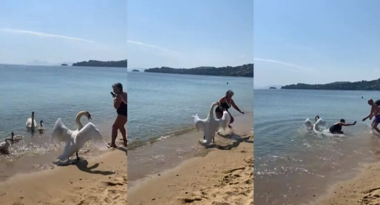 Η ξεκαρδιστική "εκδίκηση" κύκνου σε τουρίστρια στην Σκιάθο- ΒΙΝΤΕΟ