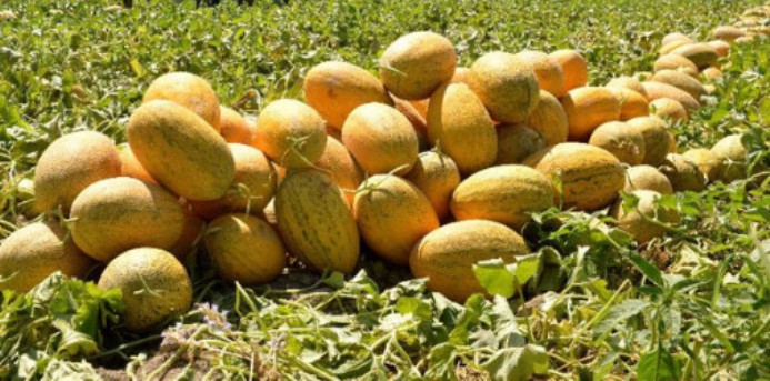 Οι έμποροι αποδείχθηκαν απάτη -Πήραν 5.4 τόνους πεπόνια και δεν πλήρωσαν - Μια σύλληψη