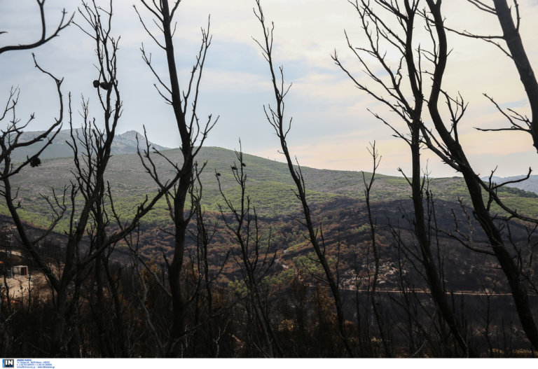 Βρήκε πτώμα στο καμένο του οικόπεδο