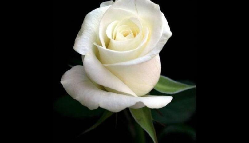 Ο ΣΥΡΙΖΑ Αχαΐας για την απώλεια του Αντώνη Κακογιάννη