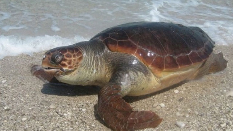 Νεκρή θαλάσσια χελώνα στην Καβάλα