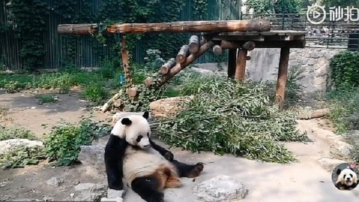 Τουρίστες πέταξαν πέτρες σε πάντα για να το ξυπνήσουν - ΒΙΝΤΕΟ