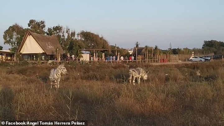 Νεόνυμφοι έβαψαν γαϊδουράκια για να ταιριάζουν με το θέμα του γάμου τους