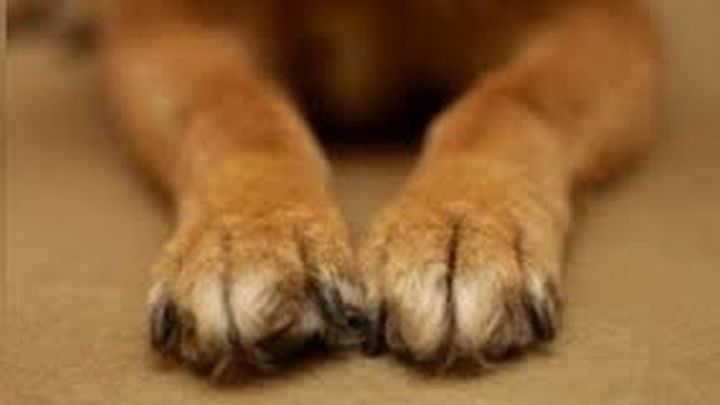 Πέταξε φόλες σε αυλή με παιδιά – Θανάτωσε δύο σκυλιά