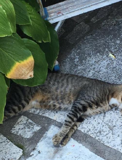 Πλάτανος Ναυπακτίας: Καταγγελία για συστηματική εξόντωση αδέσποτων ζώων με φόλες