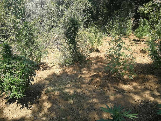 Ναύπακτος: Η ΕΛ.ΑΣ "ξερίζωσε" 27 δενδρύλλια κάνναβης