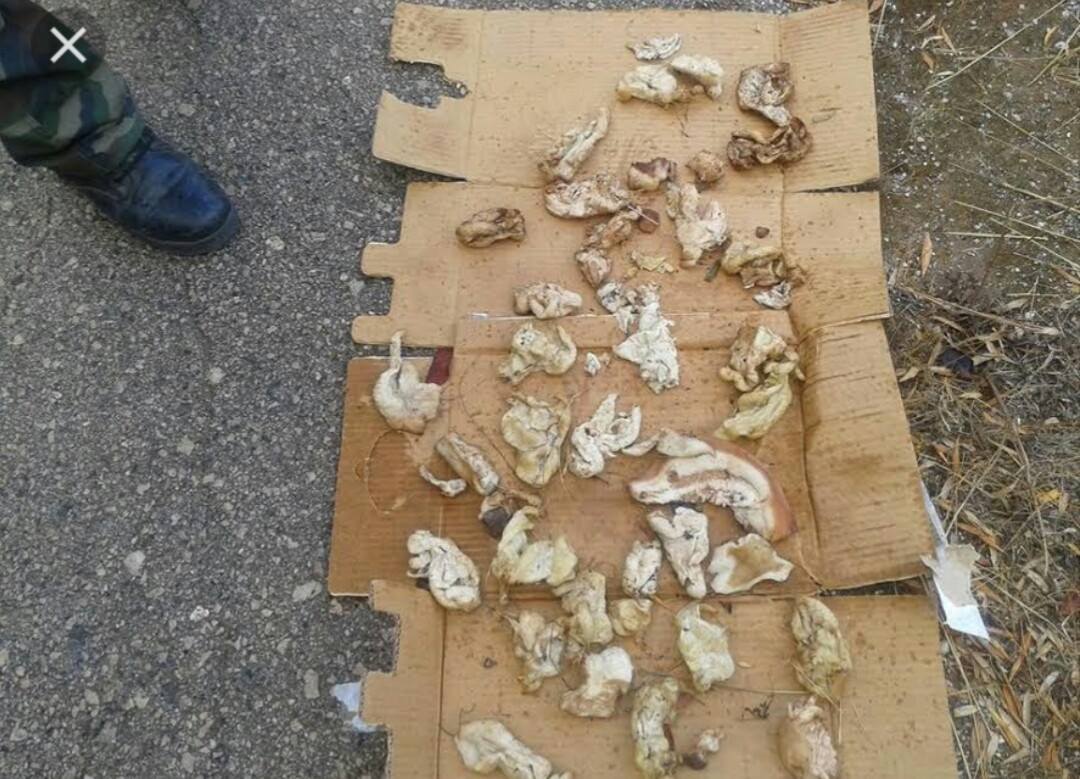 Άκτιο: 64χρονος δηλητηρίασε επτά γάτες! Πέταξε τις φόλες σε ιδιωτικό χώρο