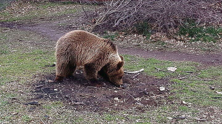 Βουλγαρία: Παγωτό για ...αρκούδες σε ζωολογικό κήπο