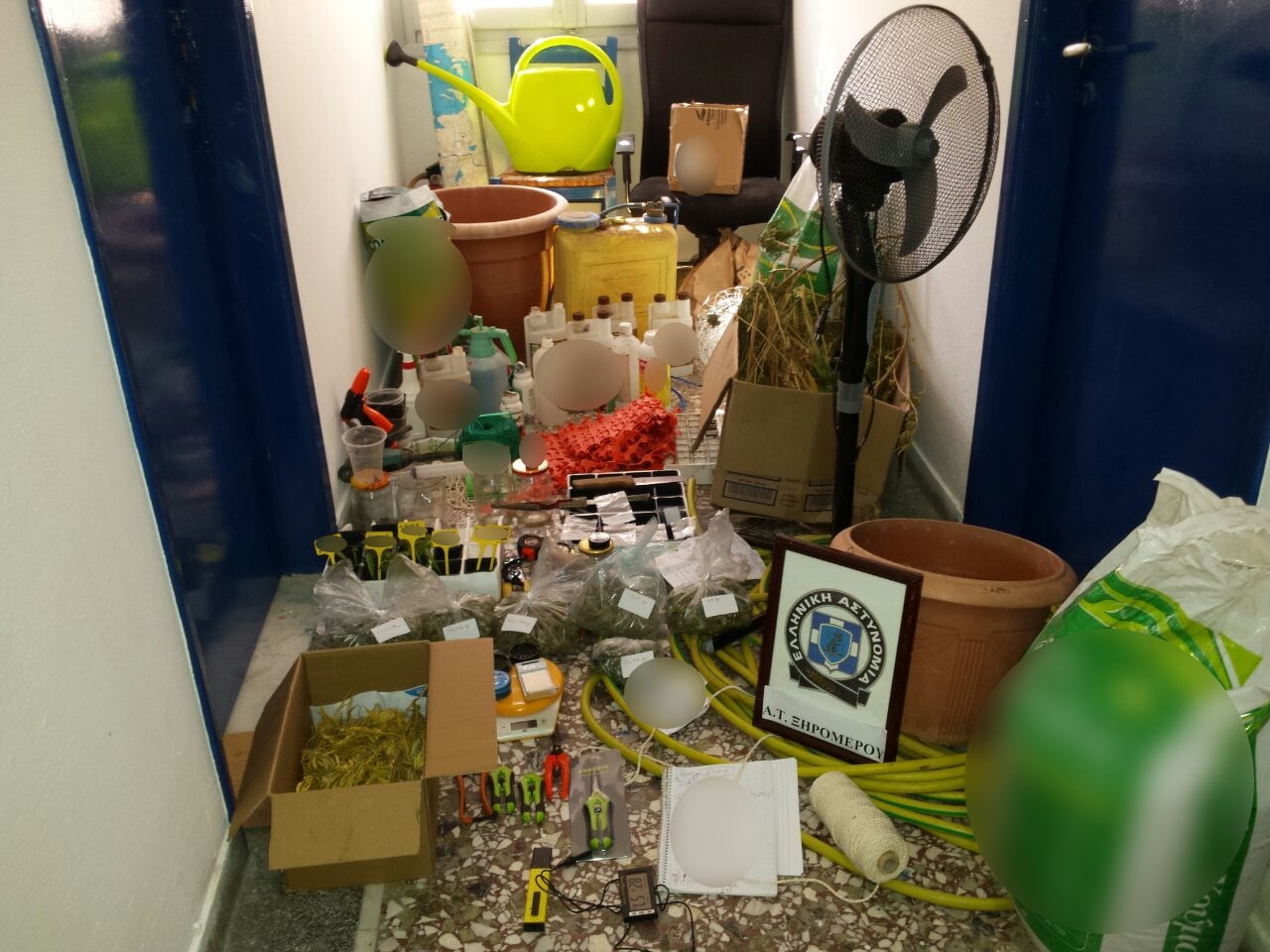 Συνελήφθη καλλιεργητής ναρκωτικών - ΦΩΤΟ