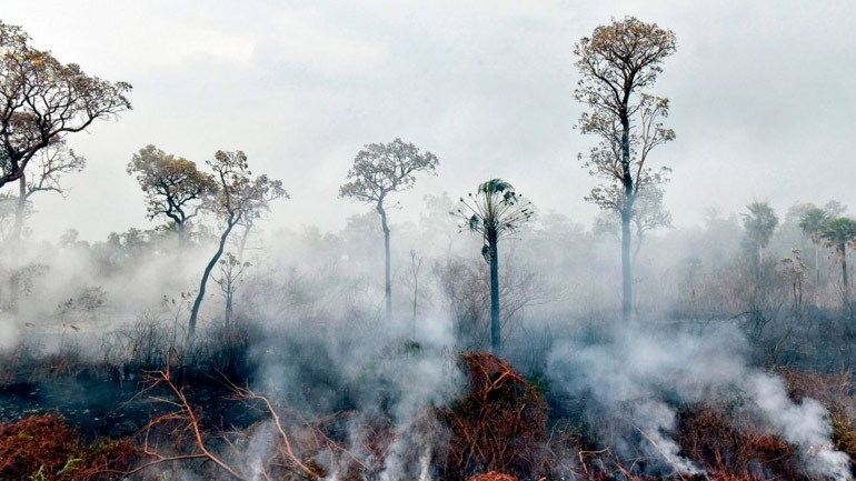 Βολιβία: Περισσότερα από 2,3 εκατ. άγρια ζώα πέθαναν στις πυρκαγιές