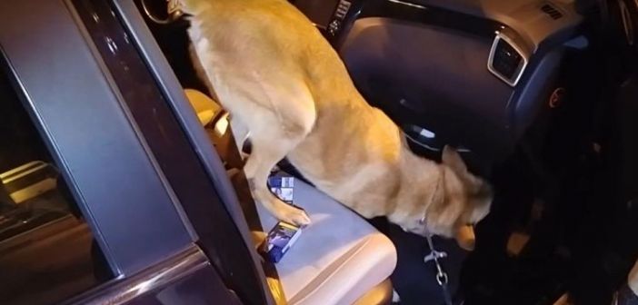 Σκύλος της ΕΛ.ΑΣ "αποκάλυψε" ποσότητα ναρκωτικών - Κρυμμένη σε ταμπλό Ι.Χ