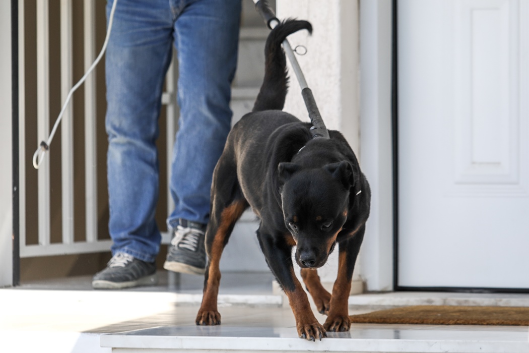 Τι έδειξε η νεκροψία - νεκροτομή στο άτυχο βρέφος που κατασπάραξε το ροτβάιλερ