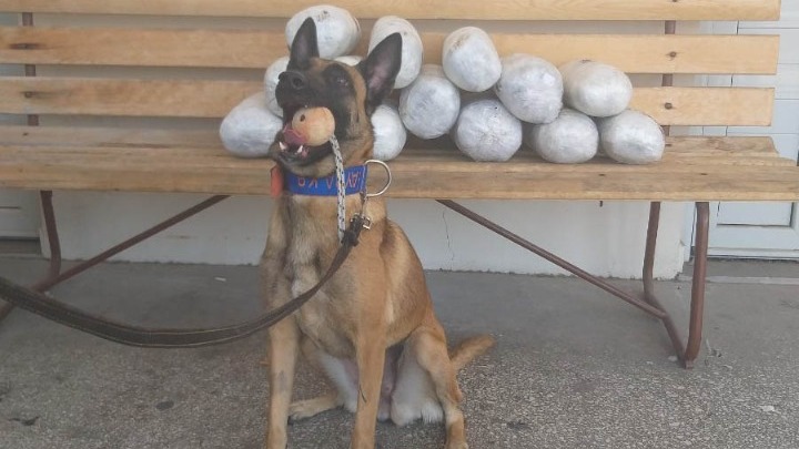 Μπλόκο της ΕΛΑΣ σε 15 κιλά κάνναβης στη Θεσπρωτία