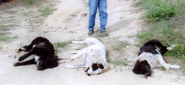 Θανάτωσε τέσσερα τσοπανόσκυλα - Αναζητείται ο δράστης