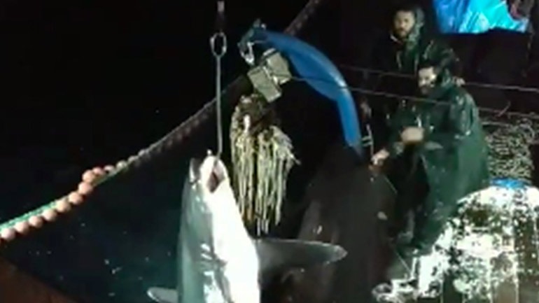 Ψάρεψαν καρχαρία 200 κιλών στην Καβάλα