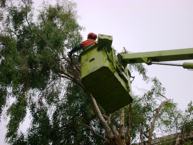 Πάτρα: Τη Δευτέρα ξεκινά το εποχικό κλάδεμα των δέντρων - Δείτε σε ποια σημεία