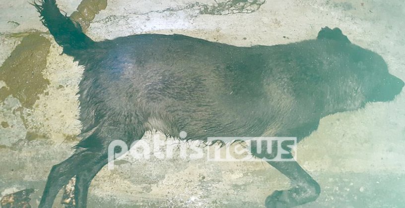 10 σκυλιά νεκρά και αγνοούνται άλλα 8 – Μαζική εξόντωση στον Αγ. Παντελεήμονα Λεχαινών