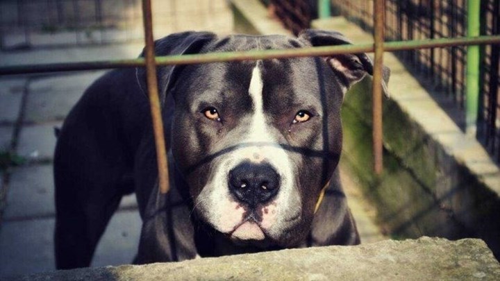 Επιχείρηση της ΕΜΑΚ για απομάκρυνση...πιτ μπουλ