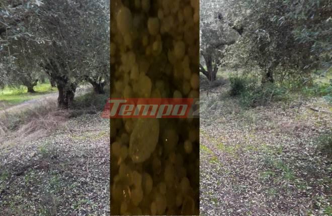 Δυτική Αχαΐα: Η σφοδρή χαλαζόπτωση "ξε"τίναξε τις ελιές - Ολική καταστροφή - ΦΩΤΟ