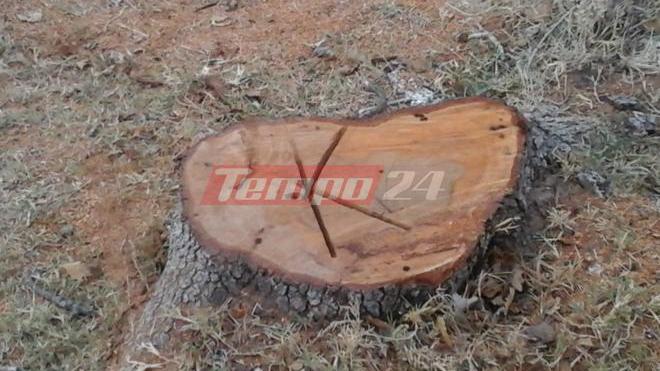 Τεράστια οικολογική καταστροφή στο σπάνιο δάσος της Φολόης - Έκοψαν δέντρα από ειδικό σύμπλεγμα - ΦΩΤΟΓΡΑΦΙΕΣ