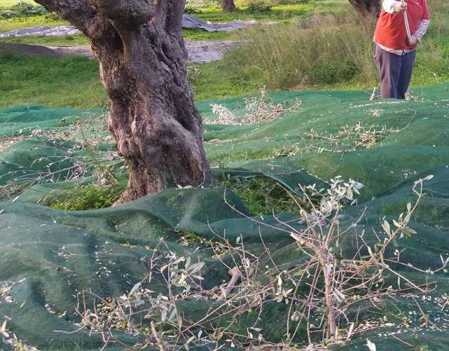 Του «μάζεψαν» όλες τις ελιές - Άγνωστοι μπήκαν στο λιοστάσι και ... δεν άφησαν καρπό!