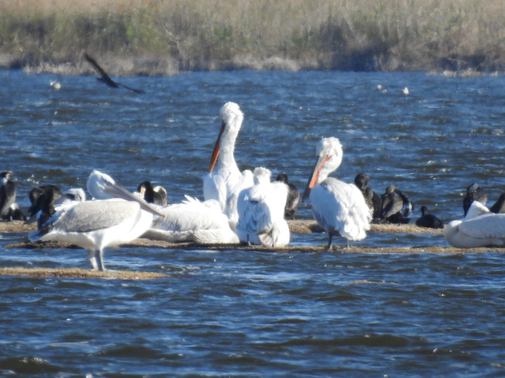 Στις Μεσοχειμωνιάτικες Καταμετρήσεις Υδρόβιων Πουλιών καταγράφηκαν 42 είδη στο Εθνικό Πάρκο Υγροτόπων Κοτυχίου – Στροφυλιάς